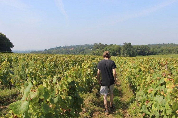 Dans les vignes du Cellier