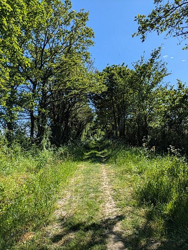 Passage ombragé