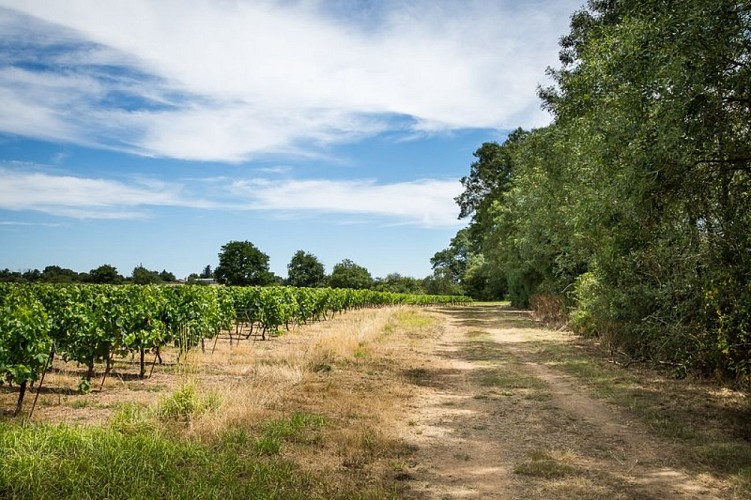 pornic-campagne-melanie-chaigneau-16219