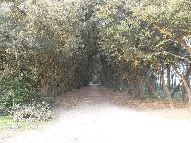 Les landes du Gouverneur - Le Croisic - Parc de Penn Avel_1