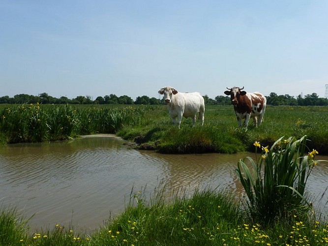 Sentier du Marais de la Roche - Bouée