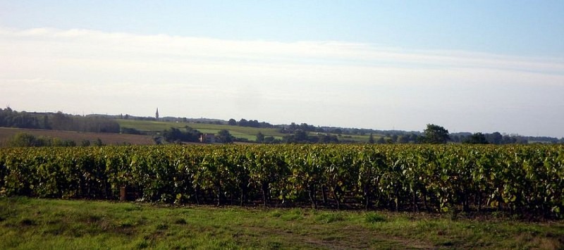 circuit-gabelous-la-regrippiere-levignobledenantes-tourisme(4) [1024x768]