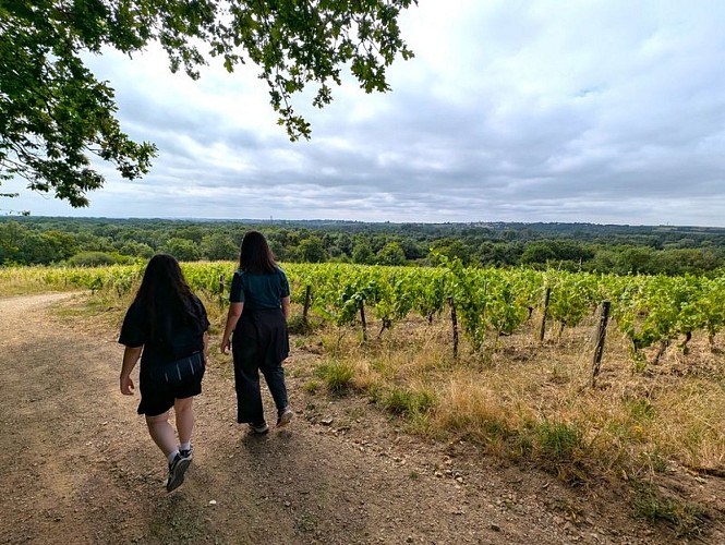 Circuit Vignobles & Vallée - Pierres Meslières