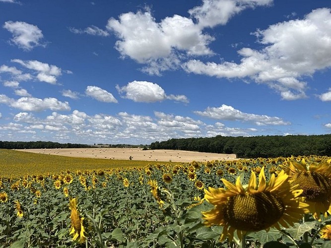 tournesol et vallons