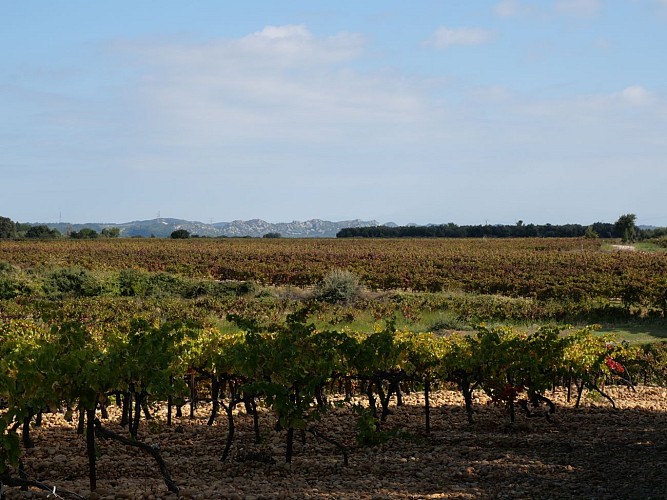 Schleife des Weinbergs
