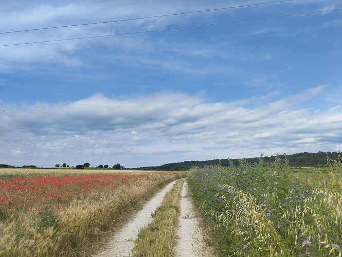 MTB Route 2 - Uzès Les Capitelles_Uzès