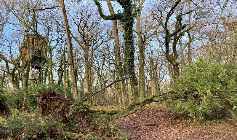 Forêt Salies