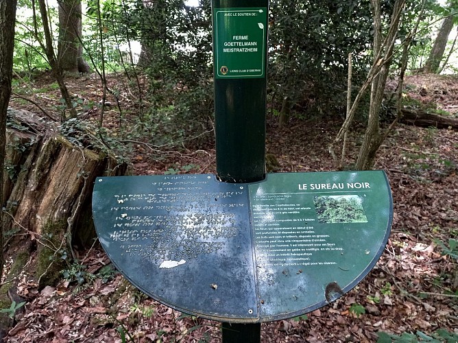 Steinberg Discovery Trail