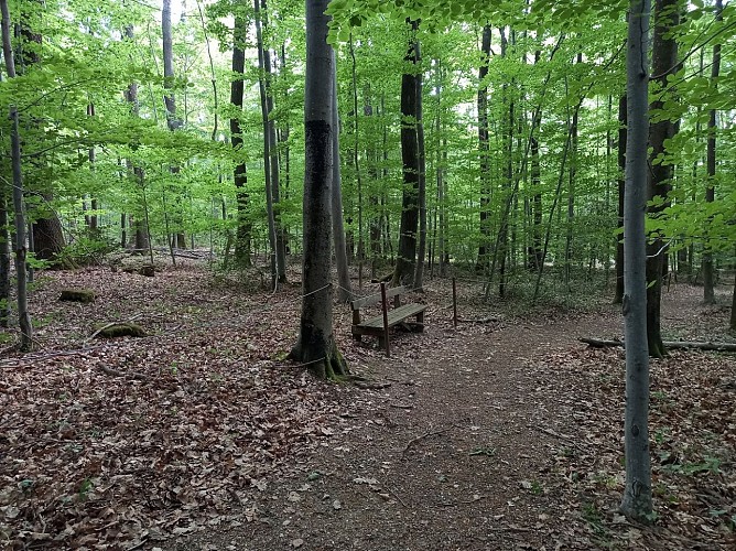 Steinberg Discovery Trail