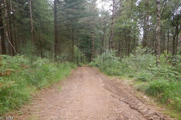 Chemin forestier