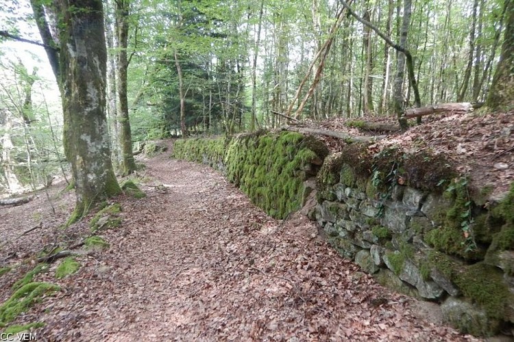Chemin forestier