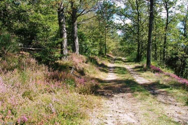 Chemin de Marcouyeux