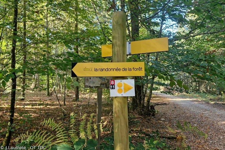 Randonnée de la Forêt