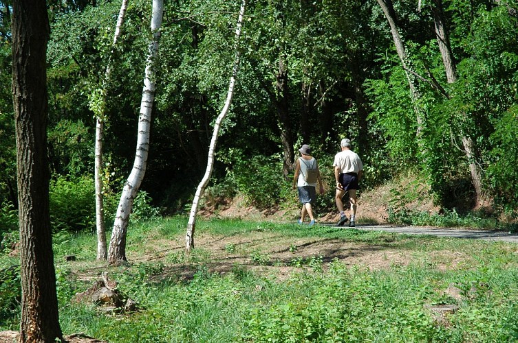 Balade dans la Forêt