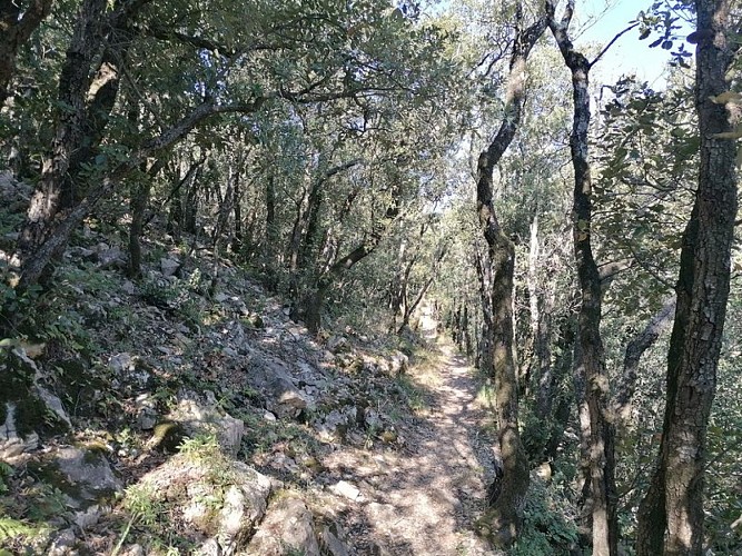 Forêt de chênes verts