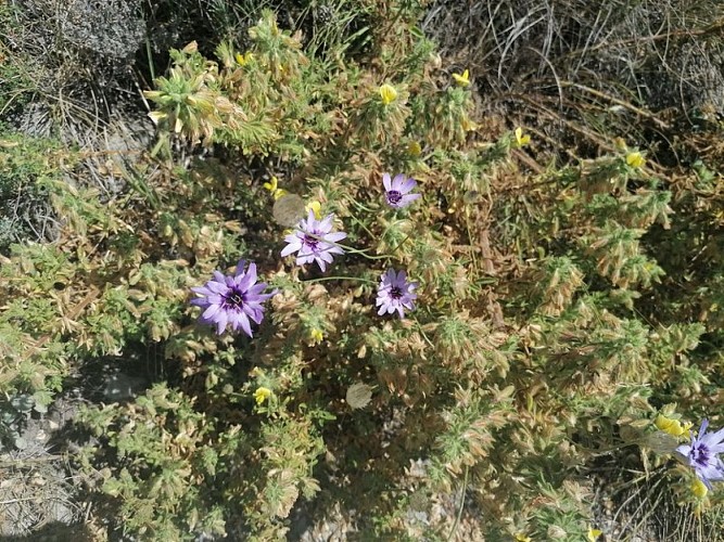 Catananche bleue