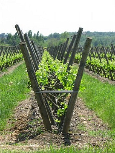 Boucle di Colinet / CEZAC - CAVIGNAC