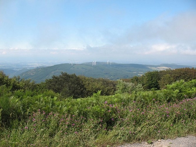 The Panoramas