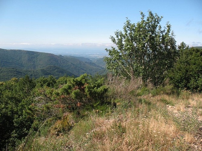 The Panoramas