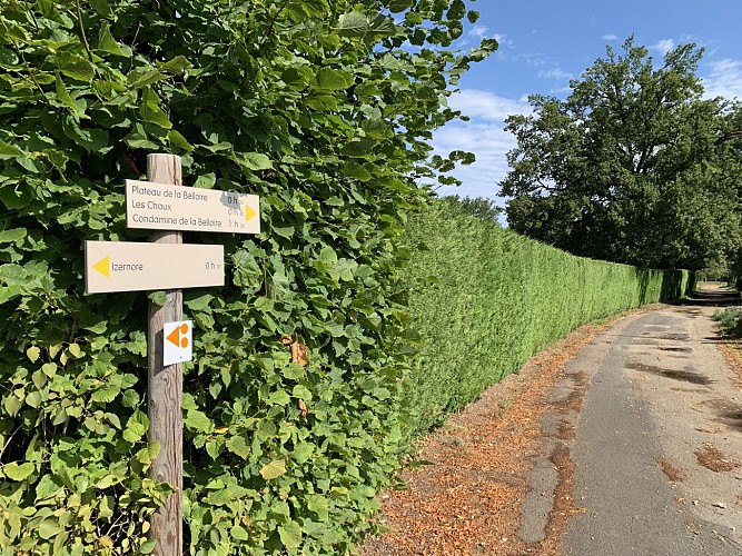 Hiking - Condamine circuit around Izernore
