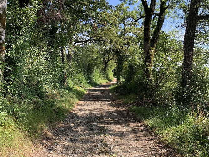 Hiking - Condamine circuit around Izernore
