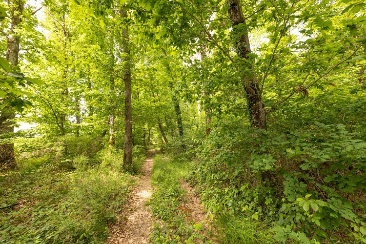 Cressy-sur-somme_nature
