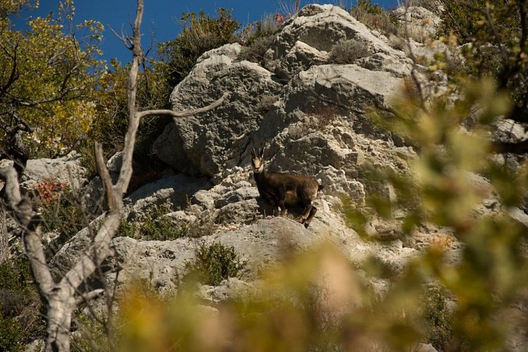 Hiking trail "Le Sentier des Moines"