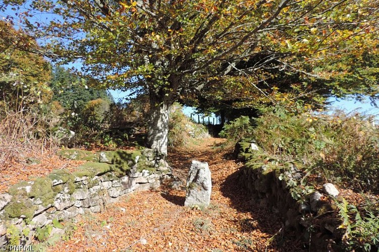 Chemin de découverte de la Tourbière de Négarioux - Malsagne