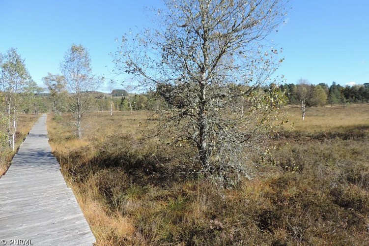 Chemin de découverte de la Tourbière de Négarioux - Malsagne