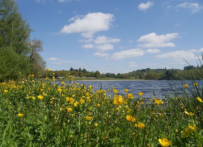 Lac de Saint-Pardoux fleurs jaunes