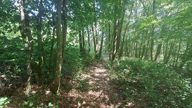 Passage en sous-bois