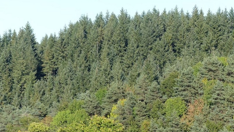 La forêt de Seyrolles