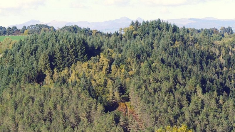 La forêt de Seyrolles
