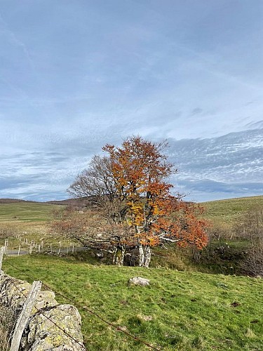 Les couleurs de l'Automne à Condom