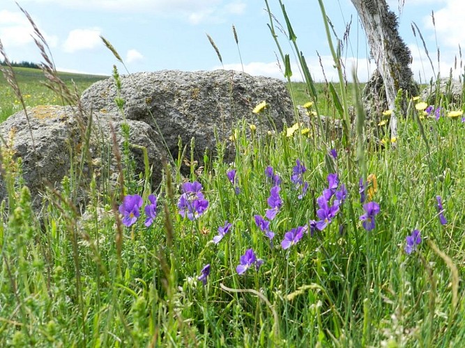 Un échantillon de la flore exceptionnelle de l'Aubrac