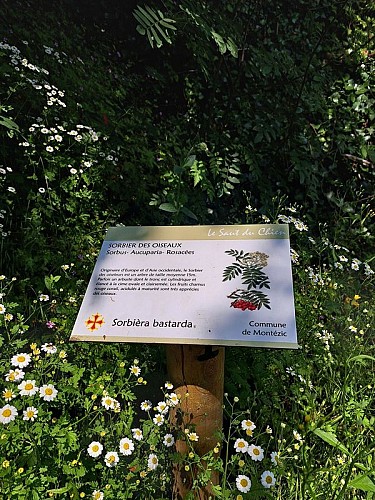 De belles planches illsutrées pour tout connaître sur la flore locale