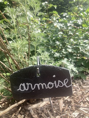 Les plantes aromatiques du jardin de Marie