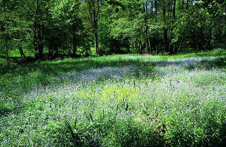 Au printemps, le vallon s'illumine de couleurs