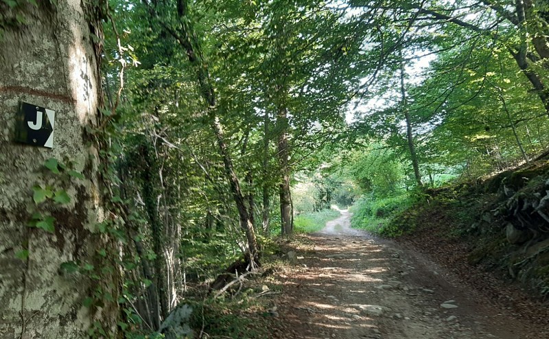 En forêt Petit Tour du Garbet_Aulus-les-Bains