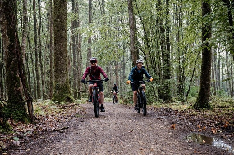 En forêt...