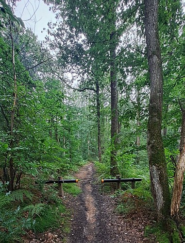 Bois de Condeau