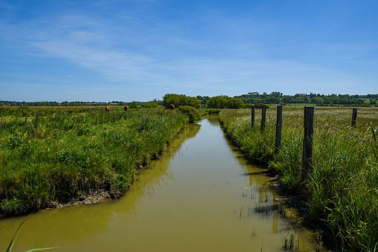 Les_Marais_de_Blonville-O._Gherrak_Calvados_Attractivite-8639-1200px