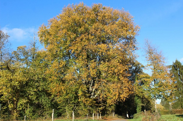 Arbre remarquable - La Randonnée des étangs - Perpezac le Noir ©JLautrete - Office de Tourisme Terres de Correze