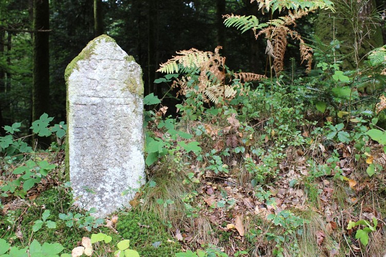 Panoramas et forêt