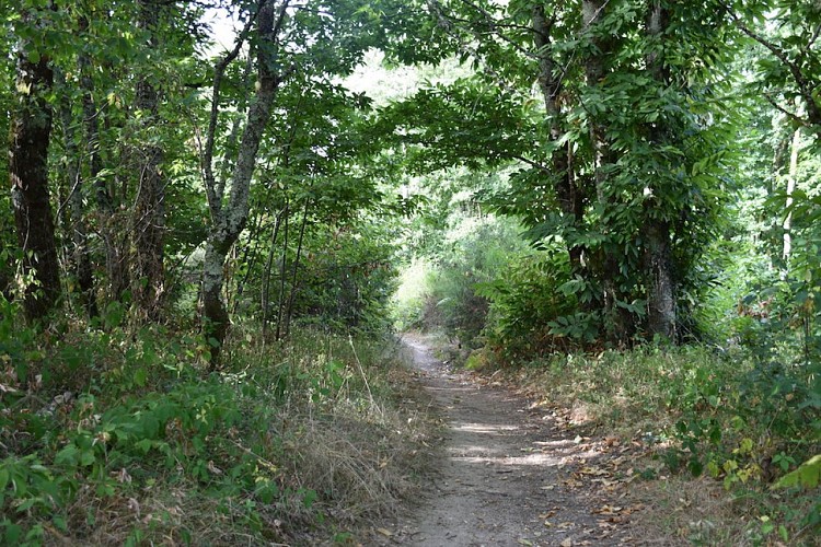 Sentier des feutrières - Saint-Junien 