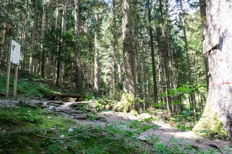 Sentier pédestre : le Sapin Président - depuis le Grand Arvet