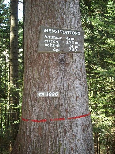 Sentier pédestre : le Sapin Président - depuis le Grand Arvet