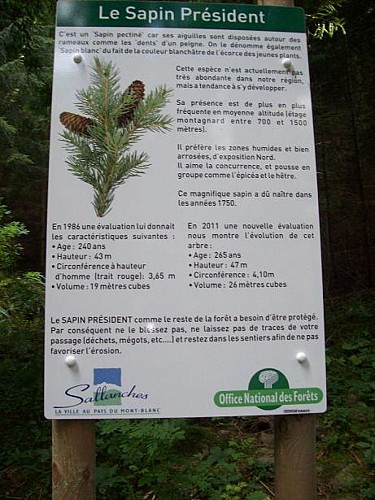 Sentier pédestre : le Sapin Président - depuis le Grand Arvet