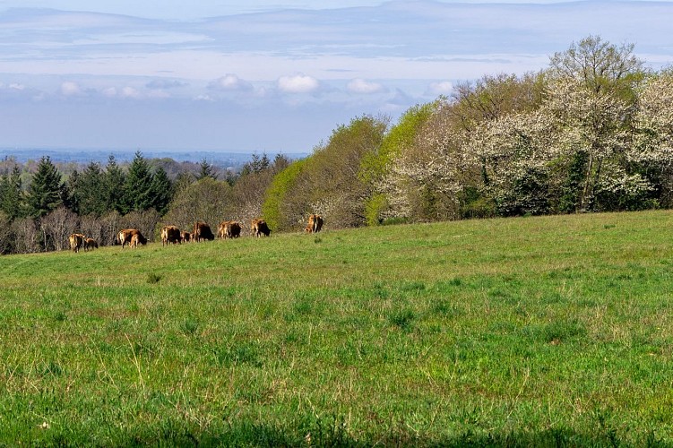 paysages ouverts et prairies