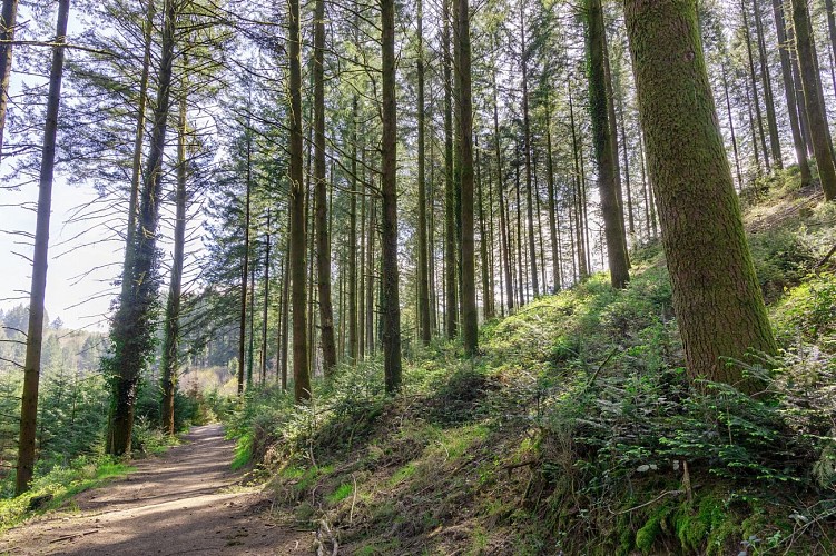 forêts et chemins creux